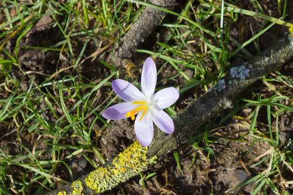Early Spring Crocus Flowers Historical City South Germany Winter Month — Stock Photo, Image
