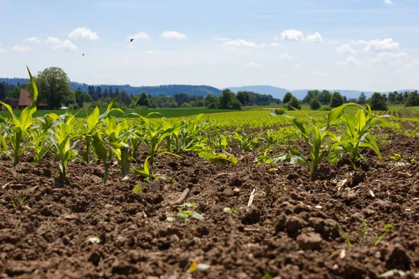 Campo Maíz Joven Bajo Cielo Azul Sol Día Primavera Sur —  Fotos de Stock