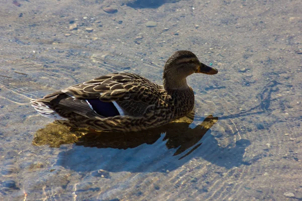 Wasservögel Enten Und Schwäne Frühling Einem Sonnigen Tag Süddeutschland — Stockfoto