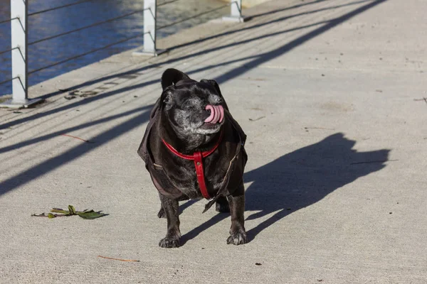 Pug Mops Named Adelheid Having Fun Walking Sunny December Advent — Foto de Stock