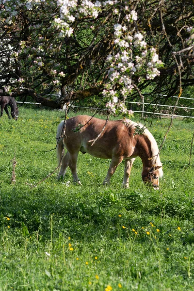 Haflinger Pferd Frühling Apfelbaum Blüht Grüne Wiese — Stockfoto