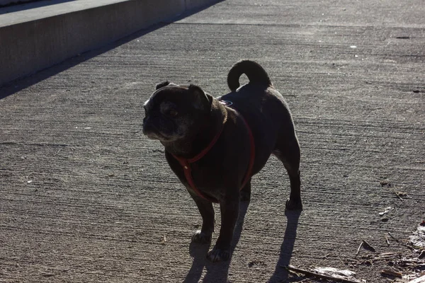 Pug Mops Named Adelheid Having Fun Walking Sunny December Advent — Foto de Stock