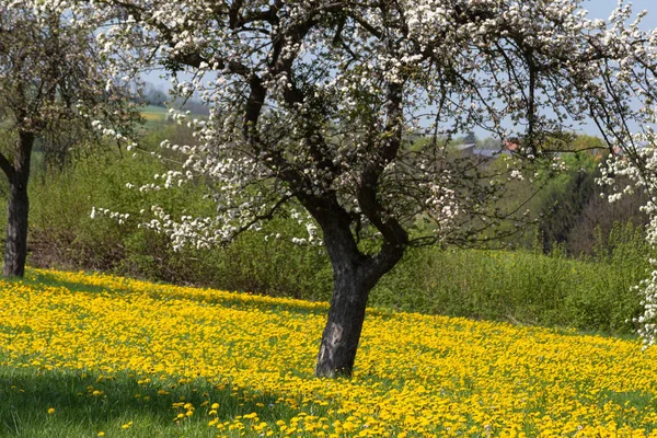 Apfelbaum Löwenzahn Frühling Blühende Wiese Süddeutschland Landschaft Blauer Himmel Tag — Stockfoto