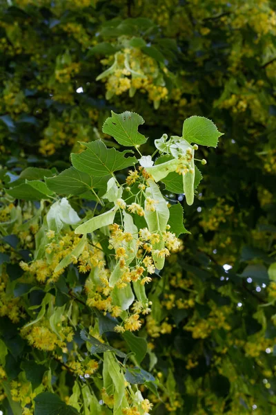 Tilleul Fleurissent Dans Parc Historique Par Une Journée Ensoleillée Ciel — Photo