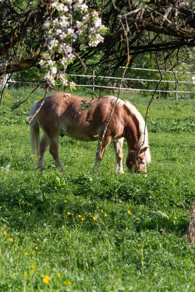 Haflinger Horse Springtime Apple Tree Blossom Green Field — Stock Photo, Image