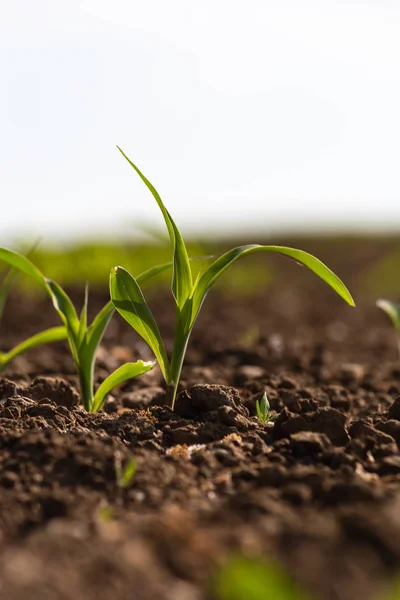 Planta Maíz Joven Campo Primavera Puede Mañana Soleada Sur Alemania —  Fotos de Stock