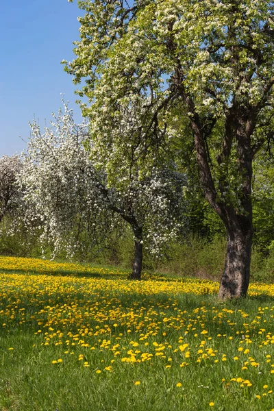 Apfelbaum Löwenzahn Frühling Blühende Wiese Süddeutschland Landschaft Blauer Himmel Tag — Stockfoto