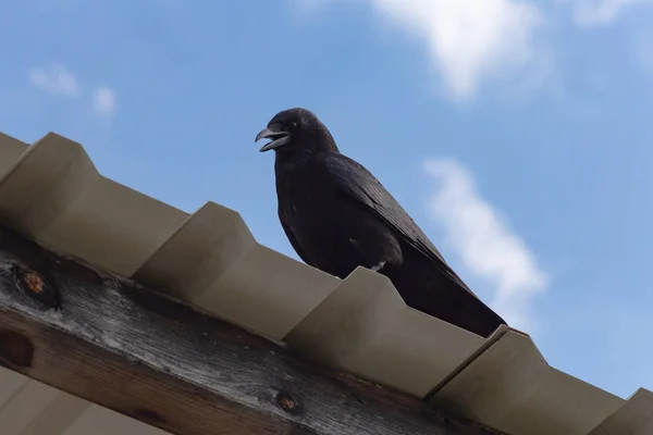 Corvo Preto Telhado Céu Azul Primavera Dia Ensolarado Sul Alemanha — Fotografia de Stock