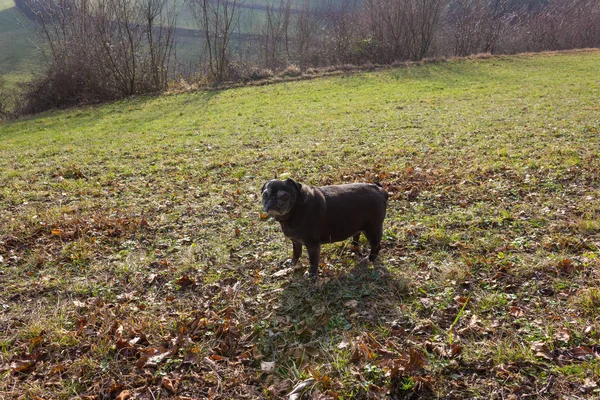 Pug Mops Named Adelheid Doing Winter Sun Exercise South Germany — Foto de Stock