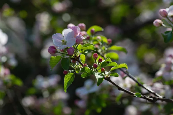 Apple Blossom Тлі Darkgreen Весна Сонячний День Південній Німеччині — стокове фото
