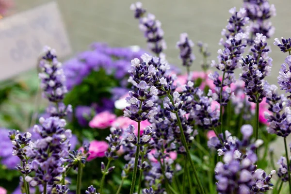 Flores Coloridas Uma Loja Jardim Primavera Sul Alemanha — Fotografia de Stock