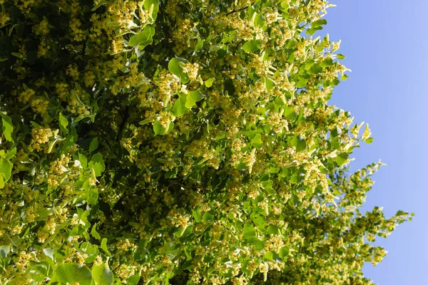 Linden Tree Blossom Historical Park Blue Sky Sunny Day — Stock Photo, Image