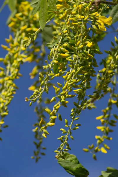 Printemps Fleur Sur Ciel Bleu Soleil Heureux Jour Dans Sud — Photo