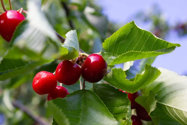 Kiraz Kırmızı Meyve Dalı Güney Almanya Orchard Kırsal Kırsal Bahar — Stok fotoğraf