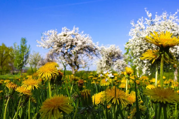 Внимательно Посмотрите Одуванчик Яблоню Цветущую Голубым Небом Весной Сельской Местности — стоковое фото