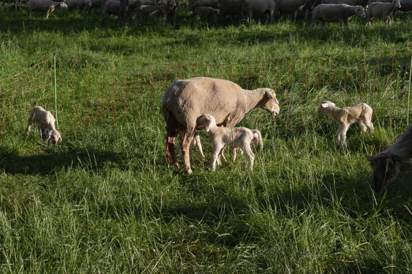 德国南部春季草甸羊分娩后的新生羔羊阳光明媚的傍晚 — 图库照片