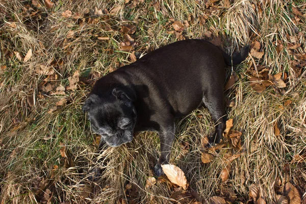 Pug Esfregonas Chamado Adelheid Fazendo Sol Inverno Relaxante Campo Parque — Fotografia de Stock