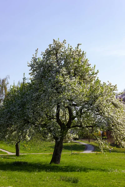 Парк Деревьев Ветвей Листвой Весенний Солнечный День Южной Германии Счастливый — стоковое фото