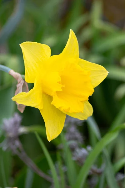 Fleurs Printemps Oriental Sur Pelouse Verte Regard Optimiste Heureux Allemagne — Photo