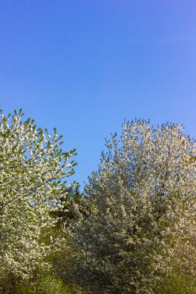 Цветение Деревьев Пейзаж Южной Германии Весна Велосипеде — стоковое фото