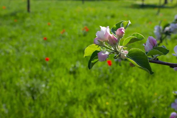 Барвисті Весняних Квітів Зеленій Галявині Південній Німеччині Сільських Сільській Місцевості — стокове фото