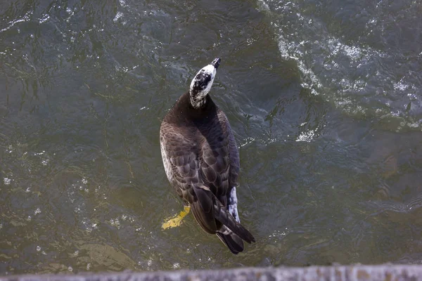 Patos Lutando Por Comida Rio Ensolarado Dia Advento Dezembro Alemanha — Fotografia de Stock