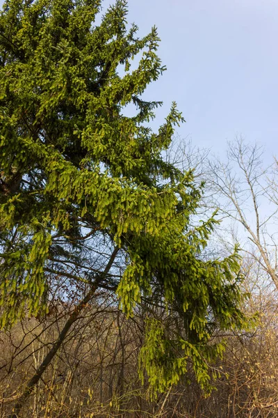 Дерева Природи Вітках Схеми Зимові Місяці Січень Сонячного Дня Південній — стокове фото