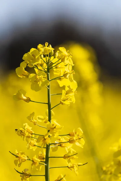 菜の花畑と南ドイツ青空晴れた日で春に花が咲く — ストック写真