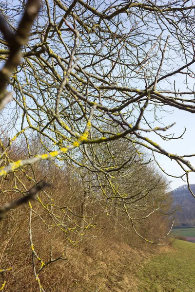 Drzewo Natura Oddziałów Zimie Miesiąca Stycznia Dzień Słońca Południowych Niemczech — Zdjęcie stockowe