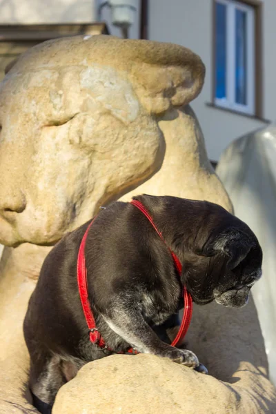 Trapeadores Pug Llamado Adelheid Sentado Una Estatua León Parque Histórico — Foto de Stock