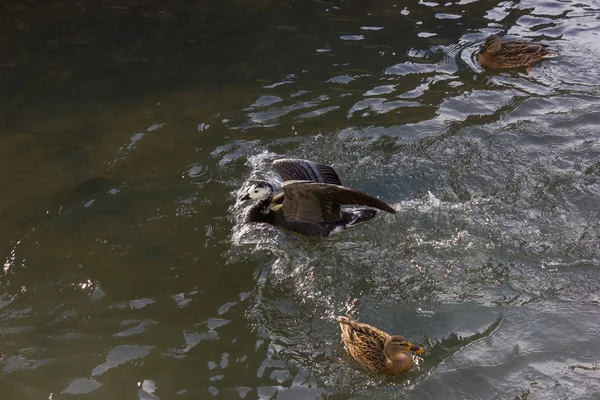 Patos Lutando Por Comida Rio Ensolarado Dia Advento Dezembro Alemanha — Fotografia de Stock