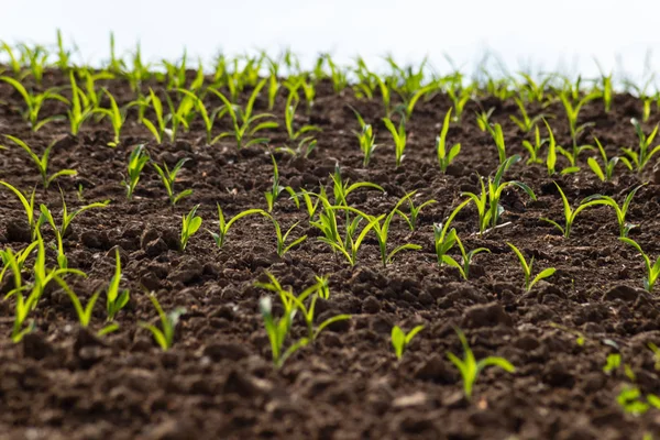 Planta Maíz Joven Campo Primavera Puede Mañana Soleada Sur Alemania —  Fotos de Stock