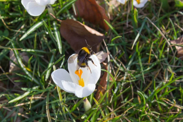 Early Spring Flowers Fresh Green Lawn Historical Park South Germany — Stock Photo, Image