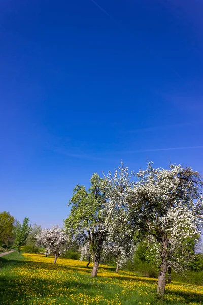 Одуванчик Яблоня Цветут Голубым Небом Весной Сельской Местности Южной Германии — стоковое фото