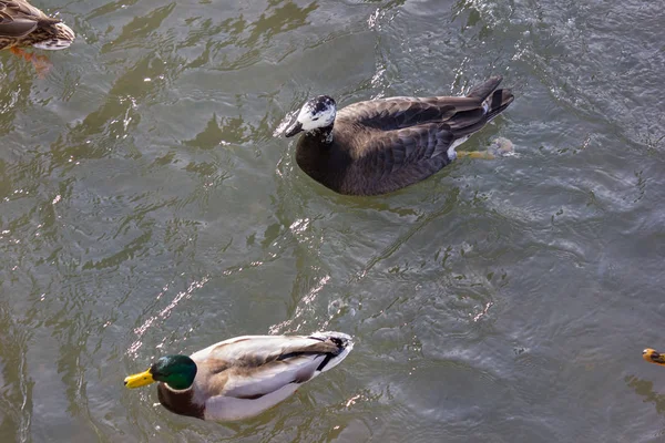 Patos Lutando Por Comida Rio Ensolarado Dia Advento Dezembro Alemanha — Fotografia de Stock