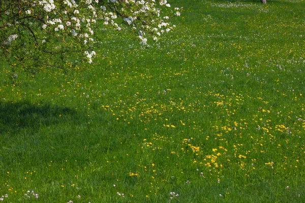 Karahindiba Çayır Güneye Alman Bahar Güneşli Bir Günde Çiçek Açması — Stok fotoğraf
