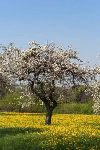 Appletree Dandelion Wiosna Kwitnąca Łąka Południowej Dnia Skay Niebieski Pejzaż — Zdjęcie stockowe