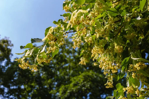 Linden Árvore Flor Parque Histórico Céu Azul Dia Ensolarado — Fotografia de Stock