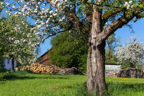Sezon Wiosenny Kwiat Krajobraz Południowych Niemczech — Zdjęcie stockowe