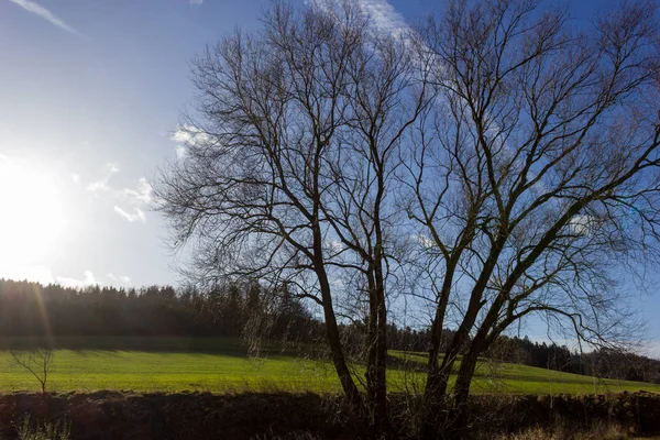 Baum Blauen Himmel Dezember Advent Sonniger Tag Süddeutschland Ländlicher Raum — Stockfoto