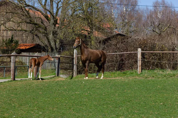 母马与小马在东部春天假日在德国南部阳光明媚的蓝天天 — 图库照片
