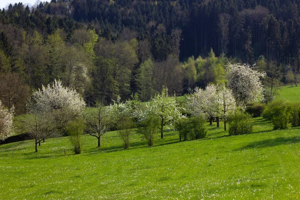 Apple Boom Bloesem Landschap Zuid Duitsland Lente — Stockfoto