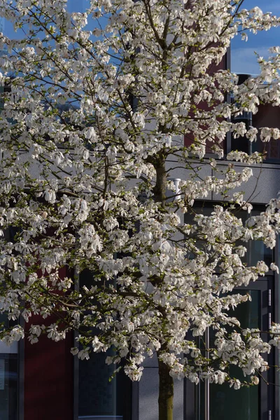 Primavera Flor Rama Árbol Las Fachadas Ciudad Ciudad Histórica Del — Foto de Stock