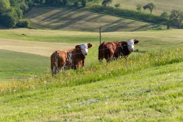 Casal Vacas Paisagem Prado Sul Alemanha Terras Altas Primavera Grama — Fotografia de Stock