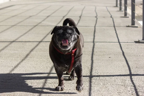 Fregonas Pug Llamado Adelheid Paseo Aire Libre Junto Río Febrero — Foto de Stock