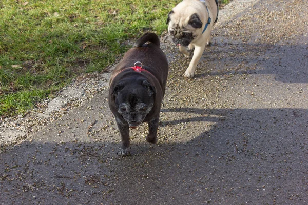 Pug Mops Chamado Adelheid Outro Pug Chamado Willie Parque Cidade — Fotografia de Stock