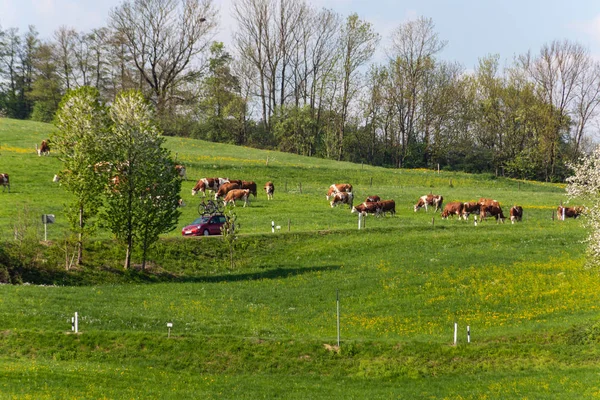 Primavera Diente León Paisaje Rural Sout Germany Campo — Foto de Stock