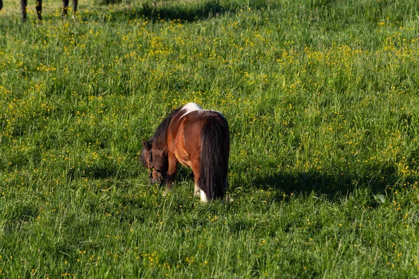 Brown Horse Springtime Meadow Blue Sky Morning Sun South Germany — Stock Photo, Image