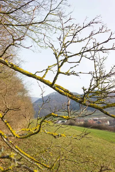 나무와 독일에 월에서 — 스톡 사진