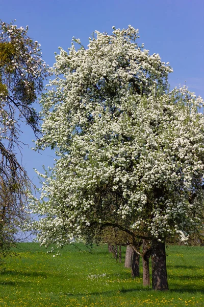 Apple Tree Részletesen Blossom Napján Horizont Kék Napsütéses Tavaszi Apple — Stock Fotó